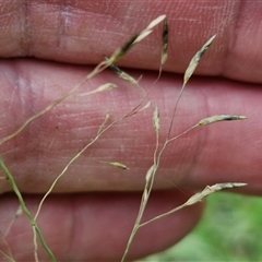 Eragrostis curvula at Goulburn, NSW - 7 Dec 2024 11:58 AM