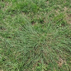 Eragrostis curvula at Goulburn, NSW - 7 Dec 2024 11:58 AM