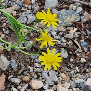 Senecio madagascariensis (Madagascan Fireweed, Fireweed) at Goulburn, NSW by trevorpreston