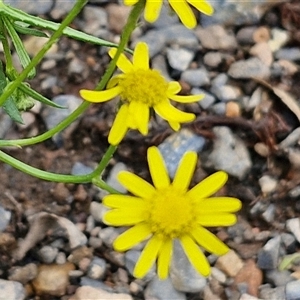 Senecio madagascariensis at Goulburn, NSW - 7 Dec 2024