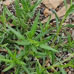 Senecio madagascariensis at Goulburn, NSW - 7 Dec 2024