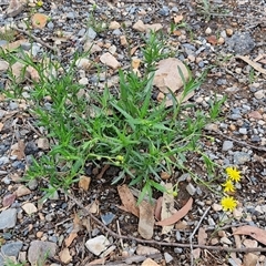 Senecio madagascariensis at Goulburn, NSW - 7 Dec 2024