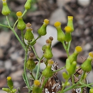 Senecio bathurstianus at Goulburn, NSW - 7 Dec 2024