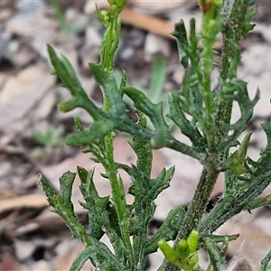 Senecio bathurstianus at Goulburn, NSW - 7 Dec 2024