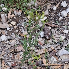 Senecio bathurstianus at Goulburn, NSW - 7 Dec 2024