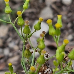 Senecio bathurstianus at Goulburn, NSW - 7 Dec 2024