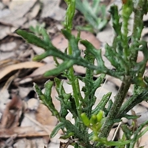 Senecio bathurstianus at Goulburn, NSW - 7 Dec 2024