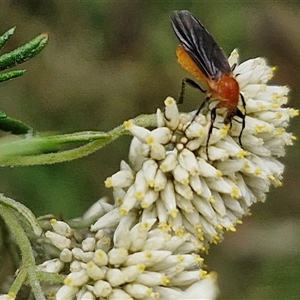 Bibio imitator at Goulburn, NSW - 7 Dec 2024