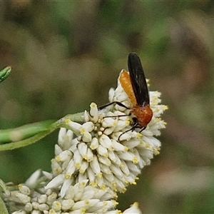 Bibio imitator at Goulburn, NSW - 7 Dec 2024