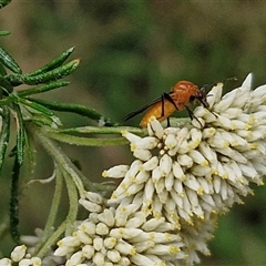 Bibio imitator at Goulburn, NSW - 7 Dec 2024