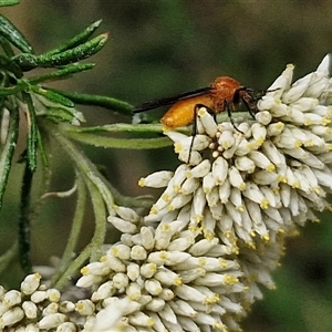 Bibio imitator at Goulburn, NSW - 7 Dec 2024