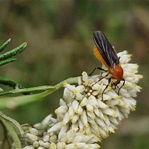 Bibio imitator at Goulburn, NSW - 7 Dec 2024