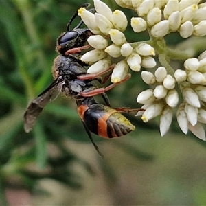 Eumeninae (subfamily) (Unidentified Potter wasp) at Goulburn, NSW by trevorpreston