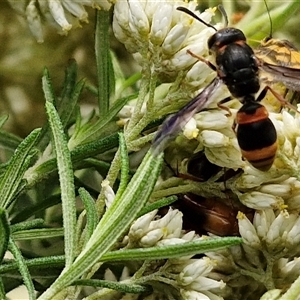 Eumeninae (subfamily) at Goulburn, NSW - 7 Dec 2024