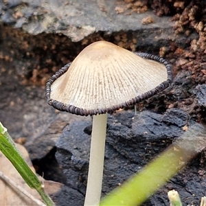 Coprinellus etc. (An Inkcap) at Goulburn, NSW by trevorpreston