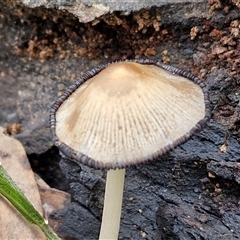 Coprinellus etc. at Goulburn, NSW - 7 Dec 2024 11:31 AM