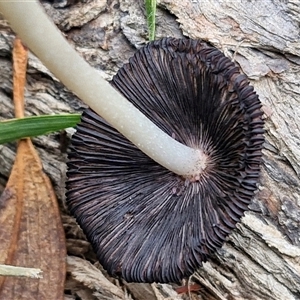 Coprinellus etc. at Goulburn, NSW - 7 Dec 2024