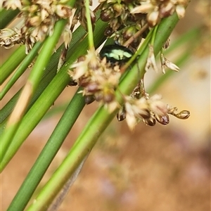 Juncus flavidus at Neale, WA by Gunyijan