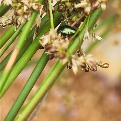 Juncus flavidus at Neale, WA - 1 Dec 2024 by Gunyijan