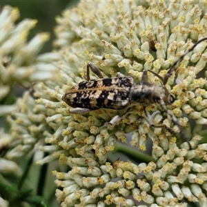 Pempsamacra dispersa (Longhorn beetle) at Goulburn, NSW by trevorpreston