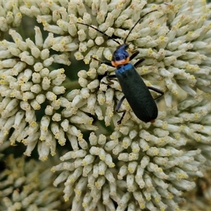 Chauliognathus lugubris (Plague Soldier Beetle) at Goulburn, NSW by trevorpreston