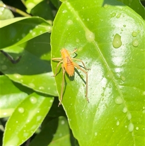 Caedicia simplex at Carwoola, NSW - suppressed