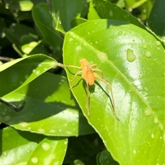 Caedicia simplex at Carwoola, NSW - suppressed