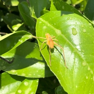 Caedicia simplex at Carwoola, NSW - suppressed