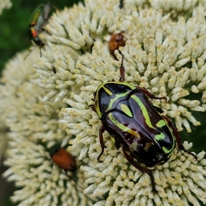 Eupoecila australasiae at Goulburn, NSW - 7 Dec 2024