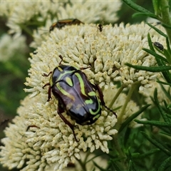 Eupoecila australasiae at Goulburn, NSW - 7 Dec 2024