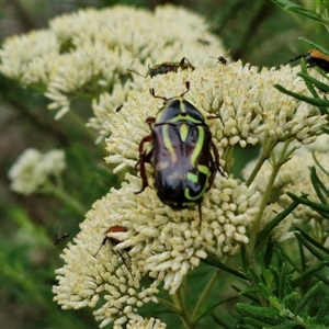 Eupoecila australasiae at Goulburn, NSW - 7 Dec 2024