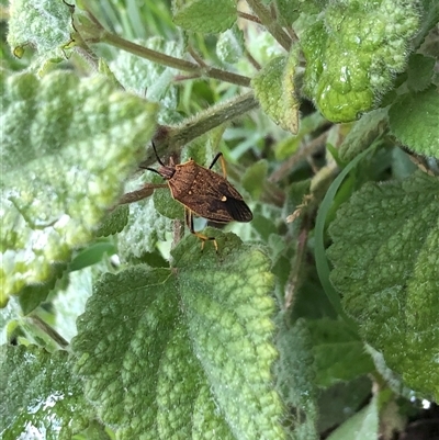 Poecilometis strigatus (Gum Tree Shield Bug) at Carwoola, NSW - 3 Dec 2023 by AmyT