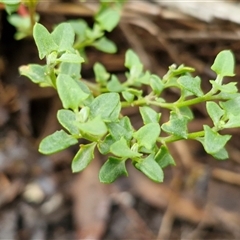 Einadia nutans subsp. nutans (Climbing Saltbush) at Goulburn, NSW - 7 Dec 2024 by trevorpreston