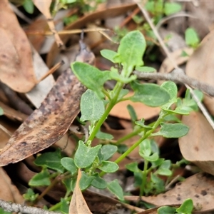 Einadia nutans subsp. nutans at Goulburn, NSW - 7 Dec 2024 11:24 AM