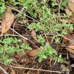 Einadia nutans subsp. nutans at Goulburn, NSW - 7 Dec 2024 11:24 AM