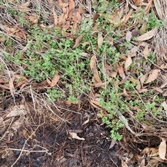 Einadia nutans subsp. nutans at Goulburn, NSW - 7 Dec 2024 11:24 AM