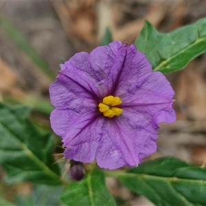 Solanum cinereum (Narrawa Burr) at Goulburn, NSW by trevorpreston