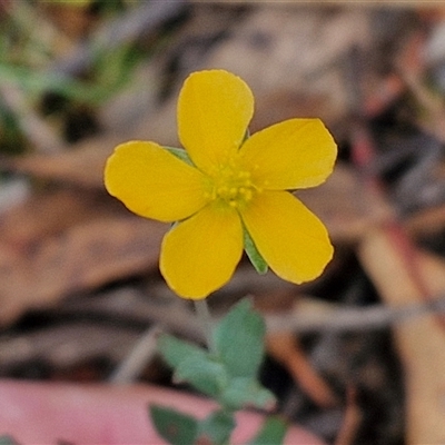 Hypericum gramineum (Small St Johns Wort) at Goulburn, NSW - 7 Dec 2024 by trevorpreston