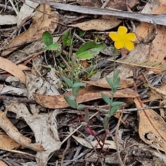 Hypericum gramineum at Goulburn, NSW - 7 Dec 2024