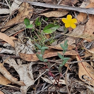 Hypericum gramineum at Goulburn, NSW - 7 Dec 2024 11:20 AM