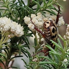 Neorrhina punctata (Spotted flower chafer) at Goulburn, NSW - 7 Dec 2024 by trevorpreston