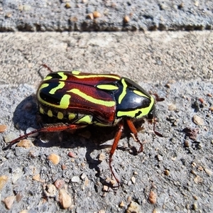 Eupoecila australasiae (Fiddler Beetle) at Tathra, NSW by MattYoung