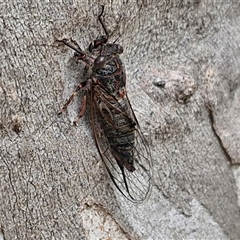 Atrapsalta sp. (genus) (Unidentified bark squeaker) at Goulburn, NSW - 7 Dec 2024 by trevorpreston