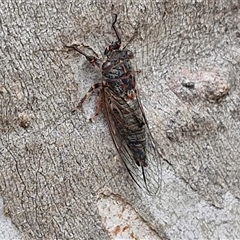 Atrapsalta sp. (genus) at Goulburn, NSW - 7 Dec 2024