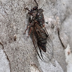 Atrapsalta sp. (genus) at Goulburn, NSW - 7 Dec 2024