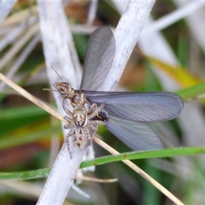 Unidentified Spider at West Hobart, TAS by VanessaC