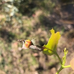 Unidentified Beetle (Coleoptera) at Carwoola, NSW - 29 Mar 2024 by AmyT