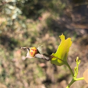 Paropsisterna fastidiosa at Carwoola, NSW - suppressed