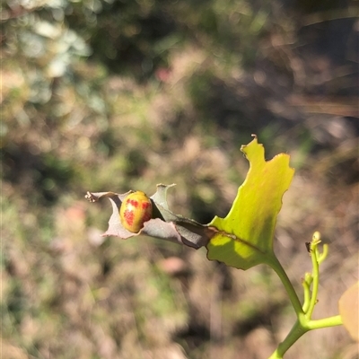 Unidentified Beetle (Coleoptera) at Carwoola, NSW - 29 Mar 2024 by AmyT