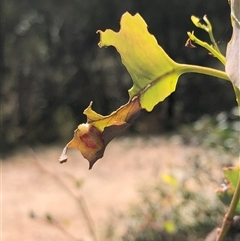 Paropsisterna fastidiosa at Carwoola, NSW - suppressed